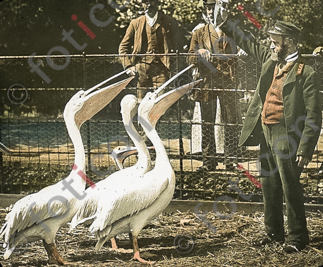 Pelikan | Pelican - Foto foticon-simon-167-058.jpg | foticon.de - Bilddatenbank für Motive aus Geschichte und Kultur